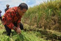 Mentan Amran Sulaiman di sawah