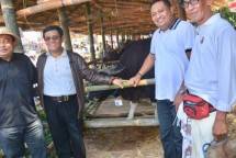 Kementan Dukung Kelestarian dan Kemurnian Sapi Bali