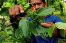 Petani lada