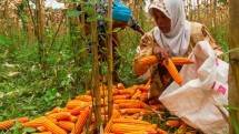 Petani jagung. (NurPhoto via Getty Images)