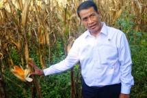 Mentan Amran Sulaiman di perkebunan jagung