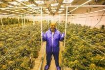 Fasilitas budidaya ganja yang dikembangkan oleh perusahaan milik Mike Tyson
