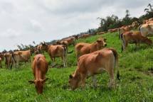 Program Upsus Siwab Sukses Tingkatkan Populasi Sapi