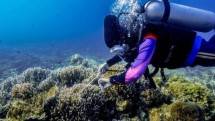 Kemenpar-Astra Internasional Kembangkan Homestay Desa Wisata di Pulau Pramuka
