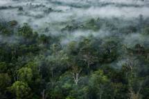 Hutan Mangrove Sulut Jadi Destinasi Wisata