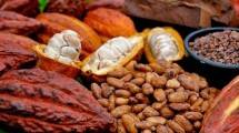 Siapa Sangka, Cokelat Terbaik Dunia Ada di Banyuwangi