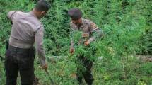 Komisi III dan Komisi IX Akan Tindak Lanjuti Usulan Legalisasi Ganja Medis