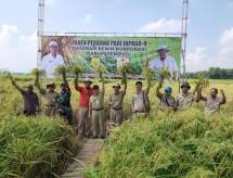 Panen perdana padi Inpago 9