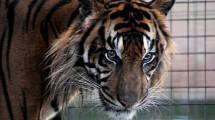 Kampanye Save Our Tiger di Jakarta. (Jefta Images / Barcroft Images / Barcroft Media via Getty Images)