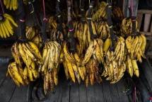 Pisang Tanduk (Foto Dok Industry.co.id)