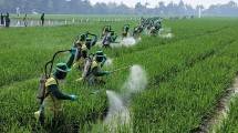 5.000 Petani Serempak Lakukan Penyemprotan Fungisida