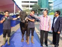 Dirut Perum Jamkrindo saat serahkan hewan qurban q