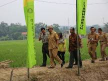 Pemkab Bogor dan Kementan tinjau tanam serempak