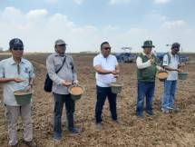 Pemkab Sumsel dan TNI tanam padi