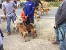 Pengendalian Anjing rabies di Jambi