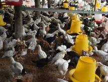 Pelaku Usaha Diminta Patuh Pengurangan Livebird