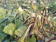 Tanaman kacang hijau