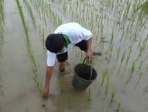 Petani sedang mengambil siput Murbei 
