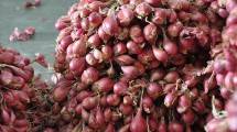 Bawang Merah