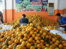 Jeruk yang siap dipasarkan ke masyarakat