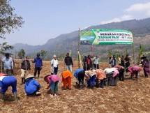 Petani menanam padi saat kemarau