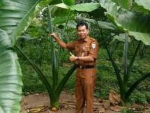 Tanaman talas