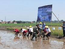 Petani menanam padi saat kemarau
