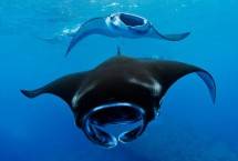 Pari Manta