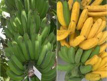 Pisang Raja (Doc:Kementan)