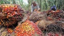 Kebun sawit