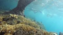 Terumbu karang di Kepulauan Raja Ampat, Papua. (Romeo Gacad/AFP)
