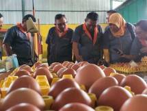 Kementan Ajak Masyarakat Bijak Cerdas Antibiotik