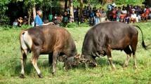 Aduan sapi (Tok-tok) di Pualau Bawean, Gresik. (Foto: BG/Abrari)