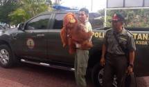 Sriwijaya Air Dukung Relokasi Orang Utan Bonbon dari Bali ke Sumatera Utara