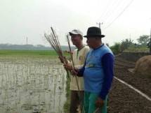 Petani Kalbar Manfaatkan Agens Hayati, Solusi Pengendalian OPT Ramah Lingkungan
