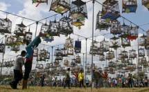 Wow, Bisnis Burung Capai Rp1,7 Triliun