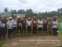 Panen padi organik