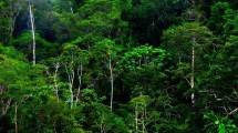  DPR Imbau Hutan Lindung Dikelola Sesuai 'Agroforestry'