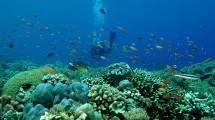 Keindahan Bawah Laut di Kabupaten Kepulauan Selayar (Foto:kaltim.tribunnews)