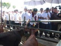 Produksi Pedet Sumut Diharap Tekan Defisit Kebutuhan Daging Sapi