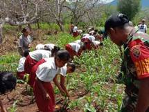 Kementan Giat Pengendalian Ulat Grayak Frugiperda