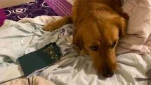 Anjing yang bernama Kimi Ini dikabarkan mengoyak paspor milik tuannya hingga rusak dan membuat tuannya tersebut gagal berangkat ke Wuhan. 