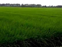 Sawah yang menghijau milik petani