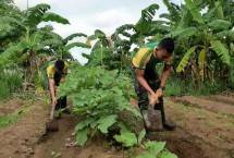 Prajurit Pamtas RI-PNG Yonif 411 Manfaatkan Lahan Kosong Menjadi Kebun Sayur 