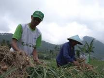 Petani panen bawang putih