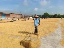Panen Padi di Pati, Kementan dan Mitra Sepakat Serap Gabah 16.000 Ton