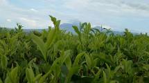 Penampakan Gunung Semeru di Perkebunan Teh Kertowono yang diselimuti Awan (Chodijah Febriyani/INDUSTRY.co.id)