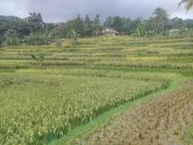 Lahan persawahan yang siap panen