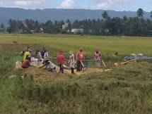 Petani Klaten panen padi