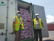 Bawang putih yang siap banjiri pasar 